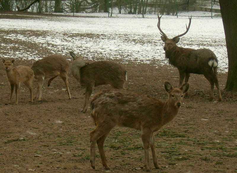 Dybowski's Sika Deer (Cervus nippon hortulorum); DISPLAY FULL IMAGE.