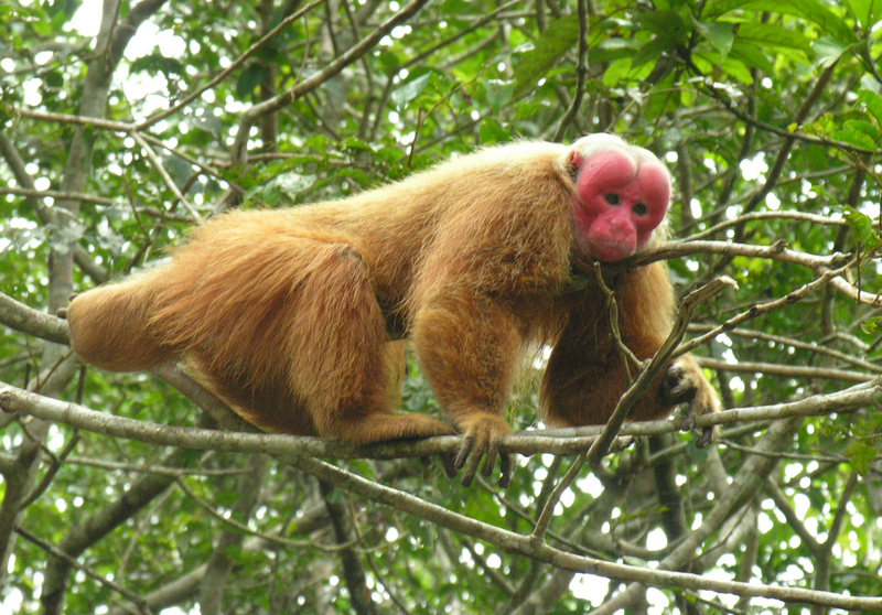 Uakari (Genus: Cacajao) - Wiki; DISPLAY FULL IMAGE.