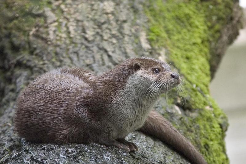 Otter (Family: Mustelidae, Subfamily: Lutrinae) - Wiki; DISPLAY FULL IMAGE.