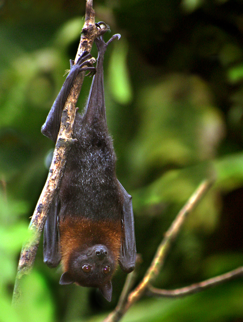 Lyle's Flying Fox (Pteropus lylei) - Wiki; DISPLAY FULL IMAGE.