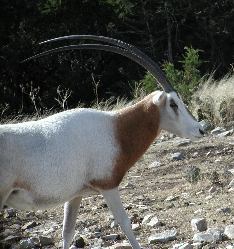Scimitar-Horned Oryx (Oryx dammah) - Wiki; DISPLAY FULL IMAGE.