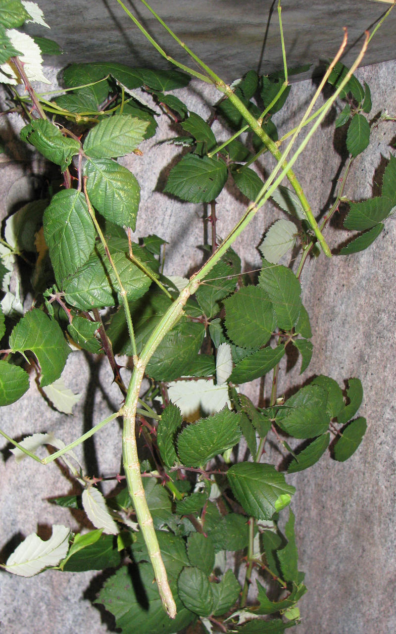 Phobaeticus serratipes; DISPLAY FULL IMAGE.