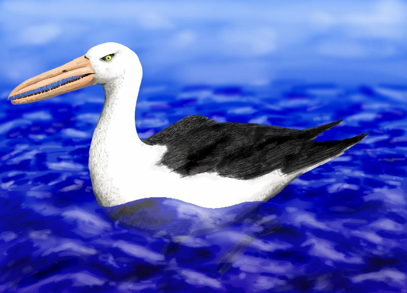 Osteodontornis orri (Pelagornithidae); DISPLAY FULL IMAGE.