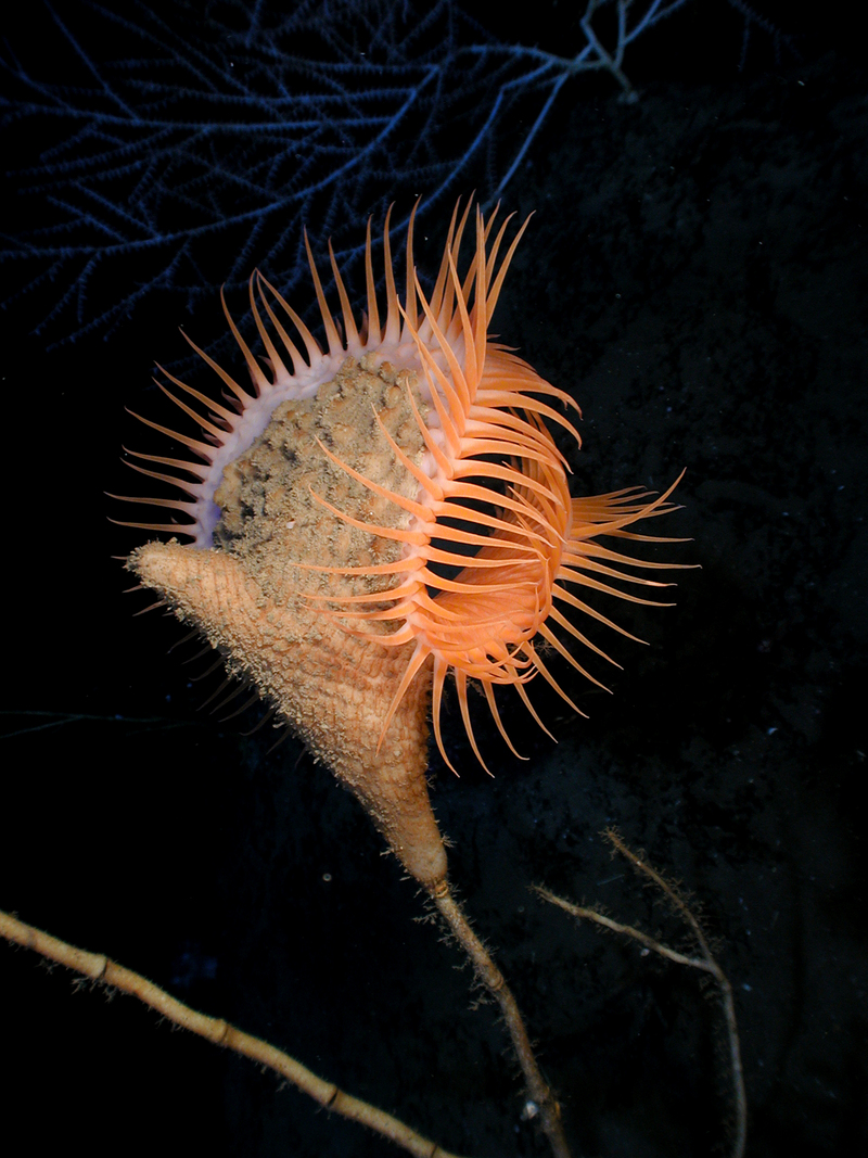 Venus flytrap sea anemone (Actinoscyphia aurelia); DISPLAY FULL IMAGE.