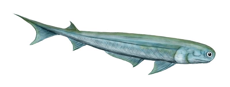 Acanthodes - Wiki; DISPLAY FULL IMAGE.