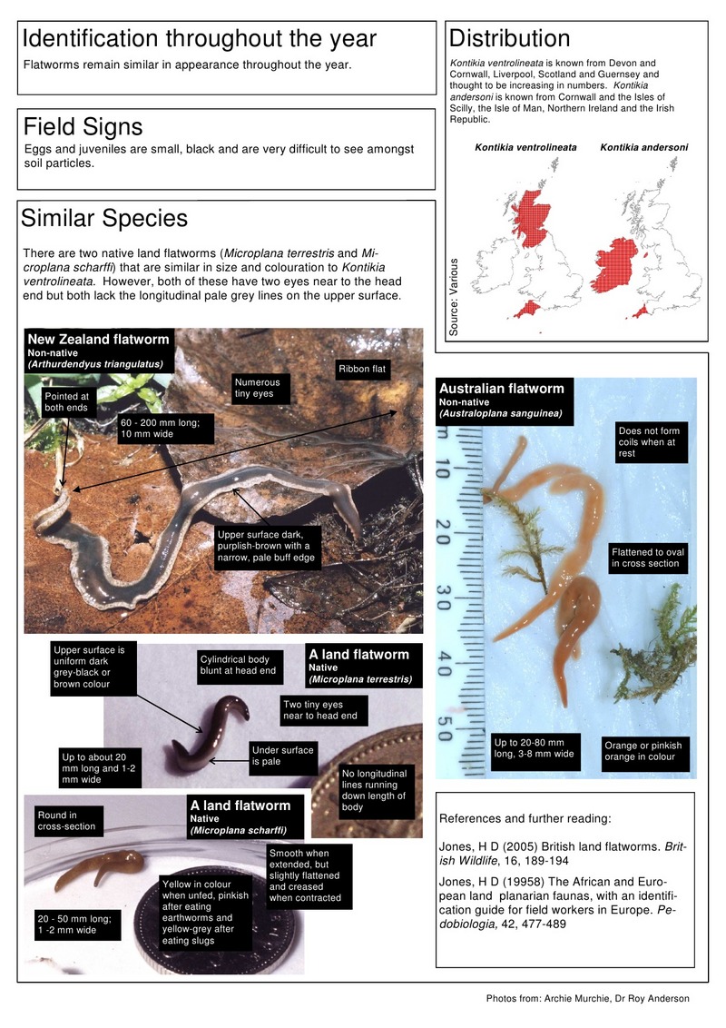 Kontikia flatworms (Page 2); DISPLAY FULL IMAGE.