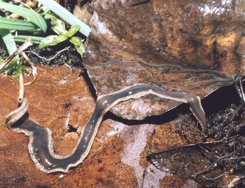 New Zealand flatworm (Arthurdendyus triangulatus); DISPLAY FULL IMAGE.