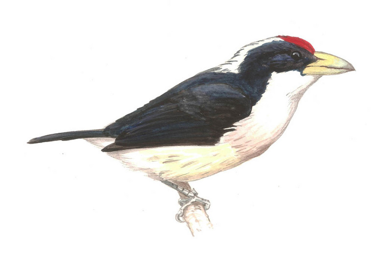 White-mantled Barbet (Capito hypoleucus) - Wiki; DISPLAY FULL IMAGE.