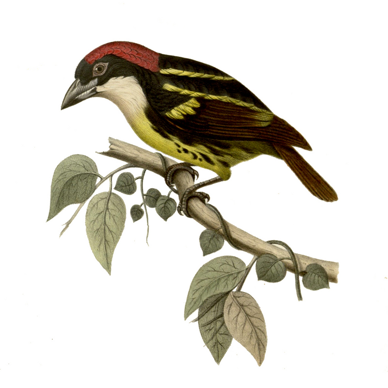 Five-coloured Barbet (Capito quinticolor) - Wiki; DISPLAY FULL IMAGE.