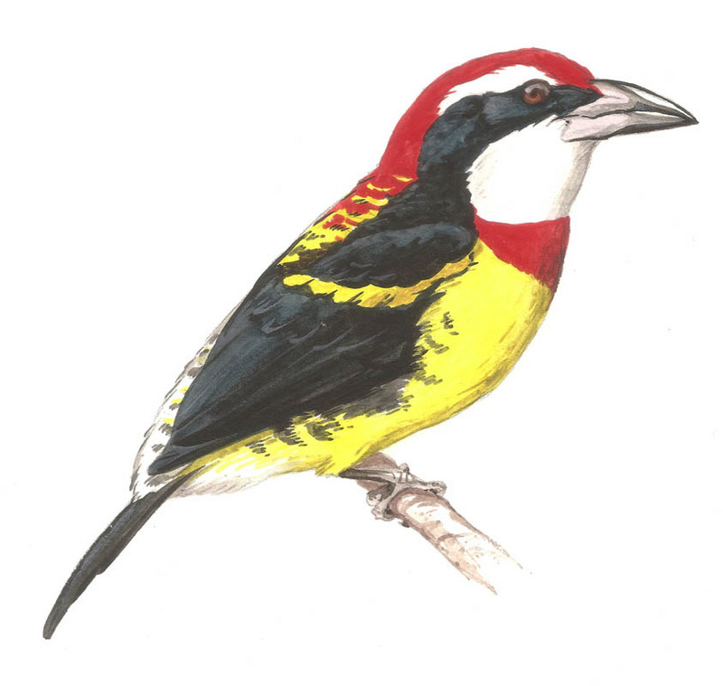 Scarlet-banded Barbet (Capito wallacei) - Wiki; DISPLAY FULL IMAGE.