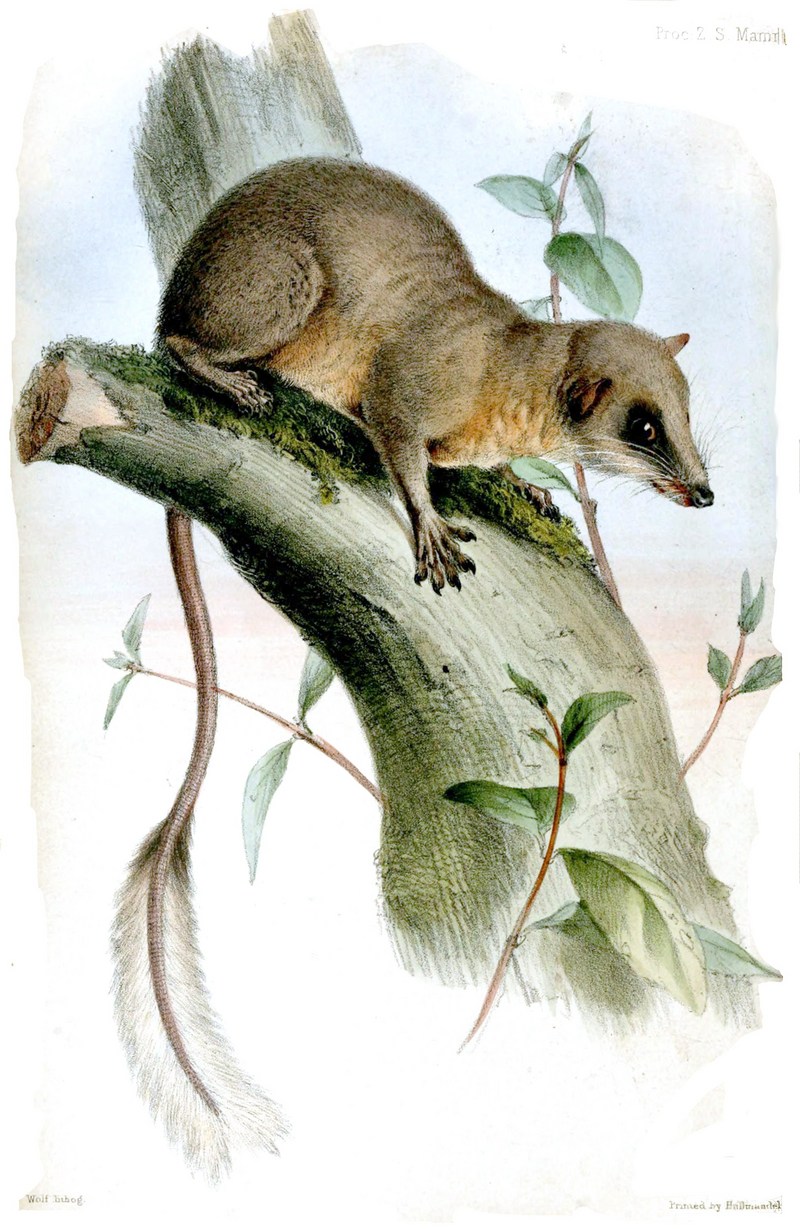 Pen-tailed Tree-shrew (Ptilocercus lowii) - Wiki; DISPLAY FULL IMAGE.