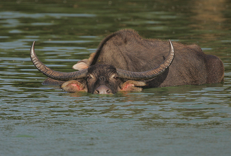 Wild Water Buffalo (Bubalus arnee); DISPLAY FULL IMAGE.