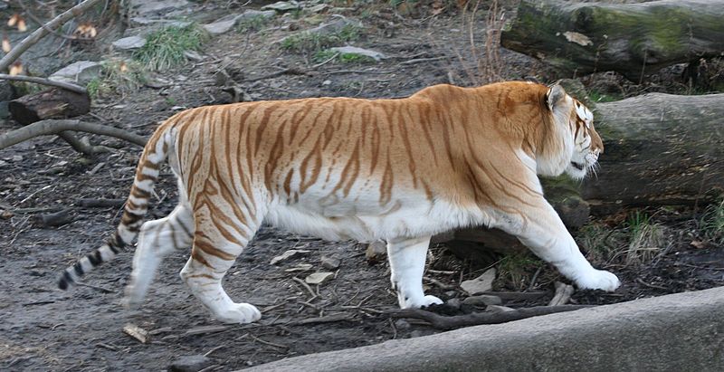 [Rare Animals] Golden Tabby Tiger / Strawberry Tiger (Panthera tigris tigris); DISPLAY FULL IMAGE.