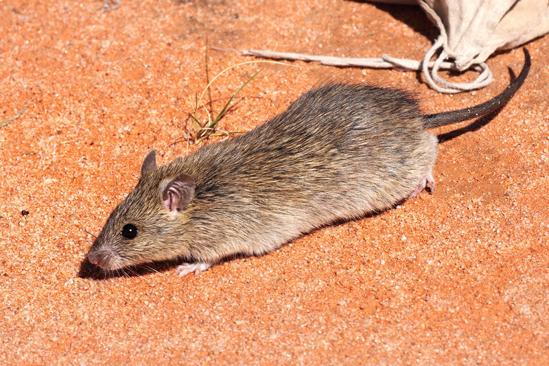 Long- haired Rat (Rattus villosissimus); DISPLAY FULL IMAGE.