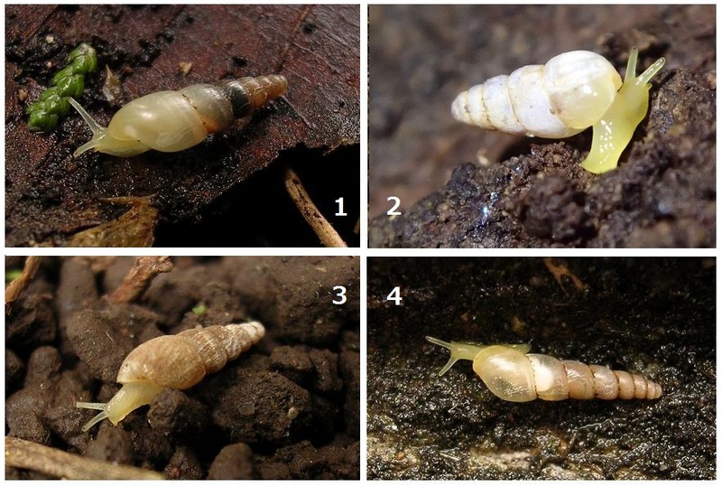 Common Subulinidae from central Japan; DISPLAY FULL IMAGE.