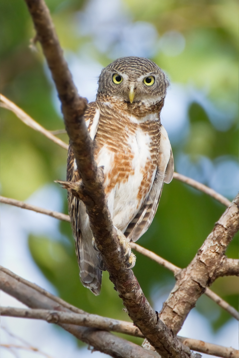 Asian barred owlet (Glaucidium cuculoides); DISPLAY FULL IMAGE.