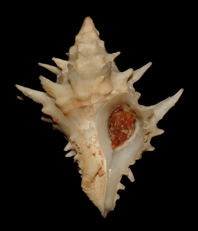 Acanthotrophon carduus; DISPLAY FULL IMAGE.