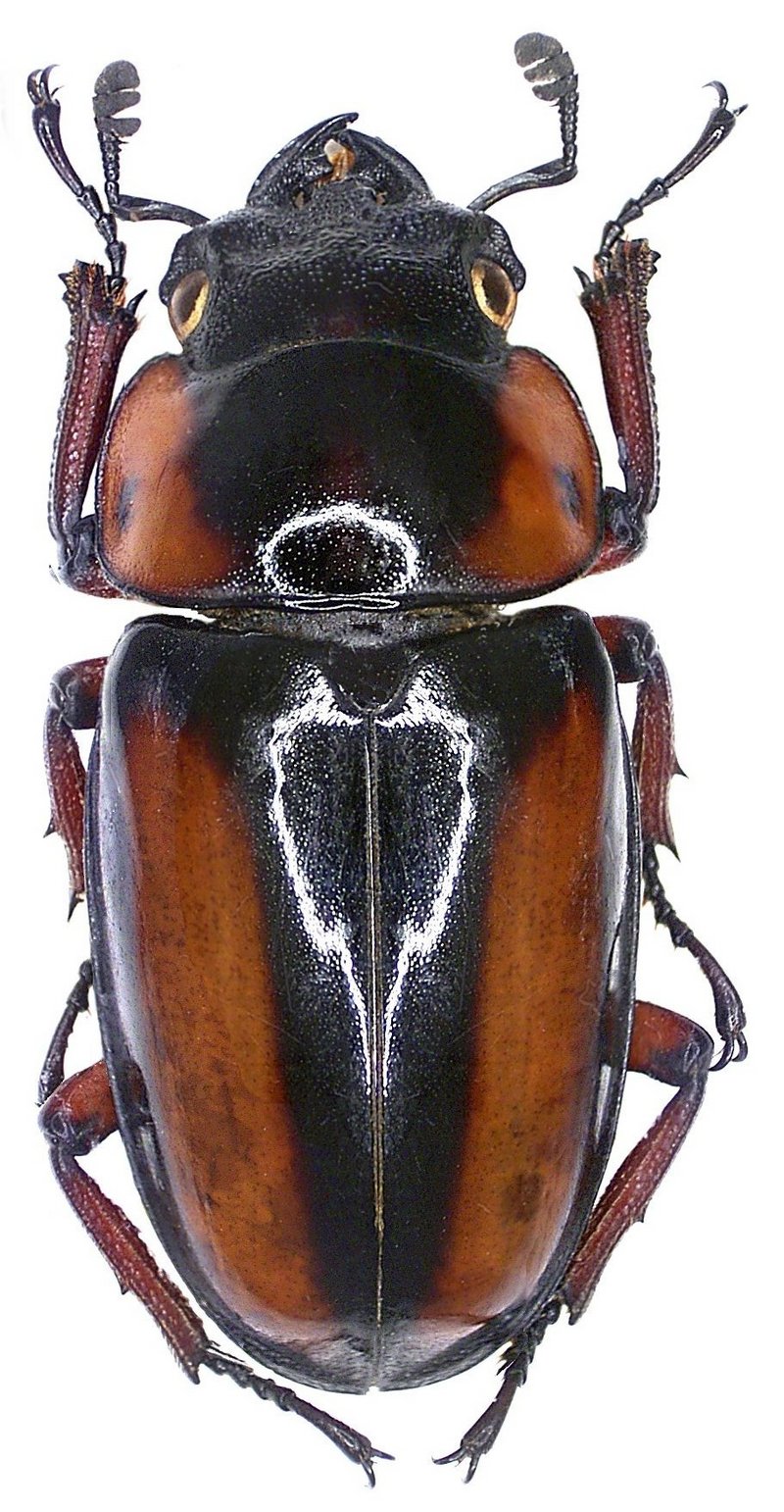 Prosopocoilus savagei (Hope, 1842) female; DISPLAY FULL IMAGE.