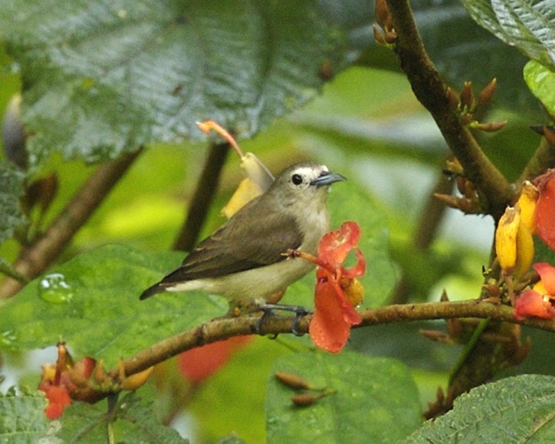 Nilgiri flowerpecker, Dicaeum concolor; DISPLAY FULL IMAGE.