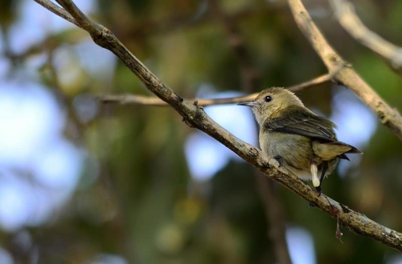 Plain flowerpecker (Dicaeum minullum); DISPLAY FULL IMAGE.