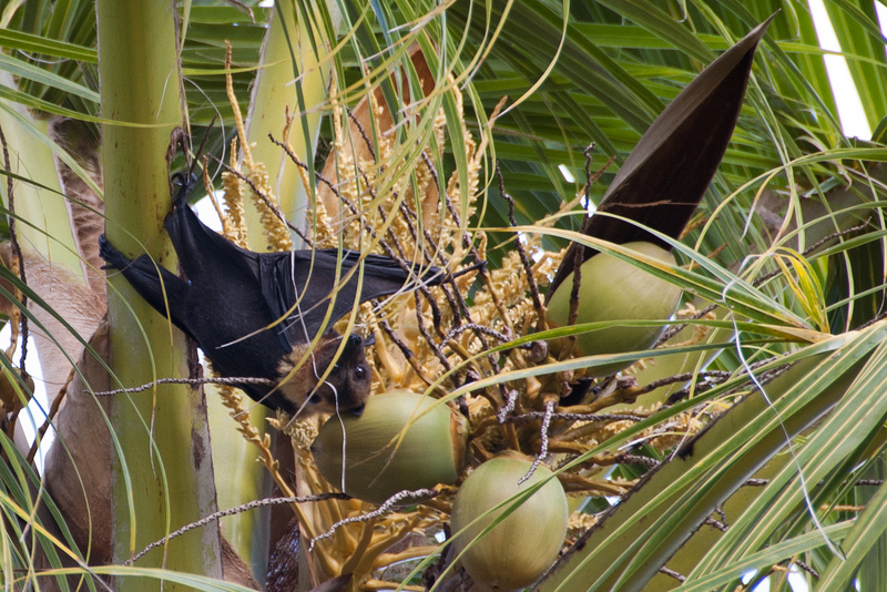 Insular flying fox or Pacific flying fox (Pteropus tonganus); DISPLAY FULL IMAGE.