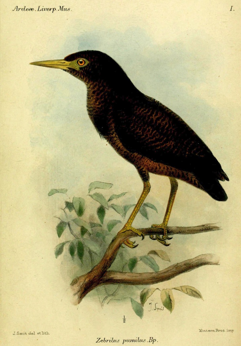 Zigzag heron (Zebrilus undulatus); DISPLAY FULL IMAGE.