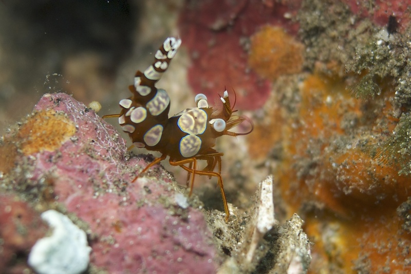 Squat anemone shrimp (Thor amboinensis); DISPLAY FULL IMAGE.