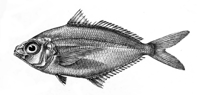 Longfin mojarra (Pentaprion longimanus); DISPLAY FULL IMAGE.