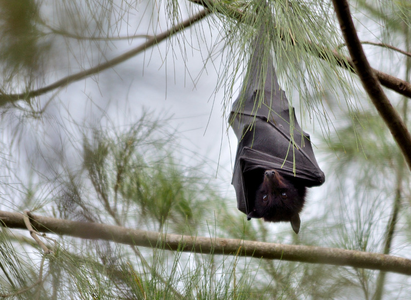 검은날여우박쥐 (Pteropus alecto, Black Flying Fox); DISPLAY FULL IMAGE.