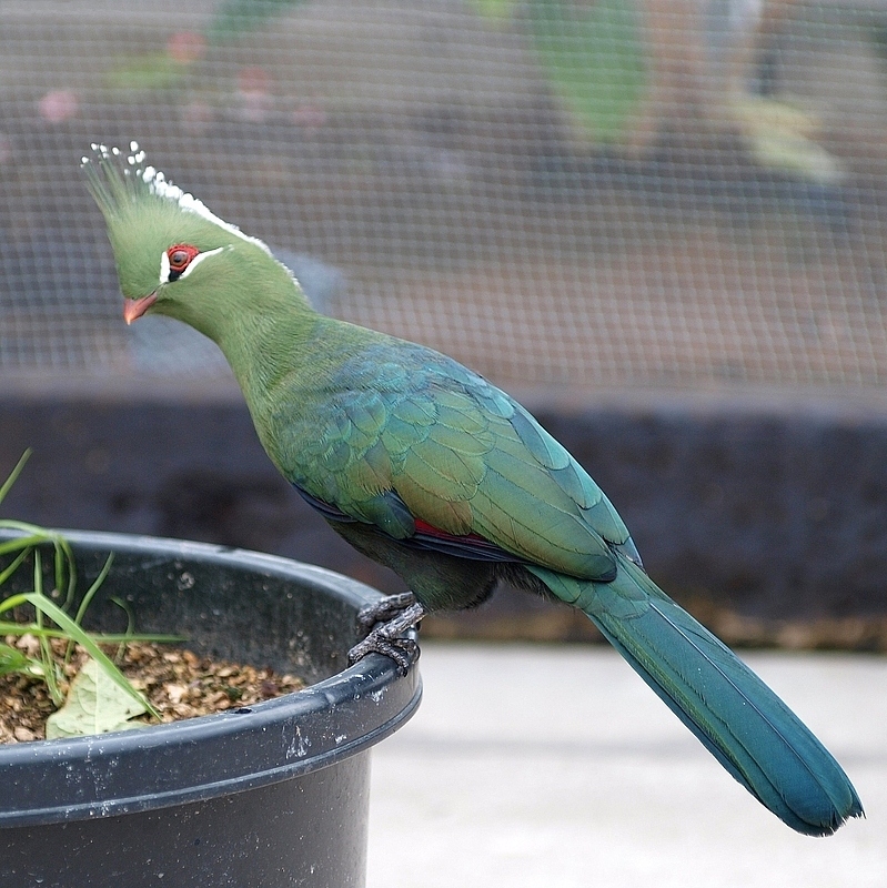 Livingstone's turaco (Tauraco livingstonii); DISPLAY FULL IMAGE.