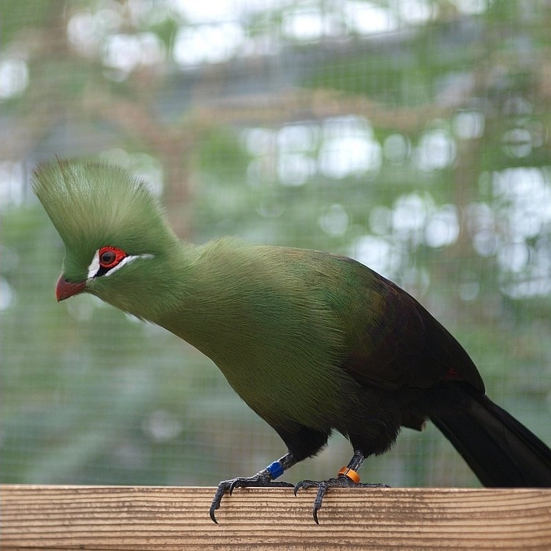 Guinea turaco (Tauraco persa); DISPLAY FULL IMAGE.