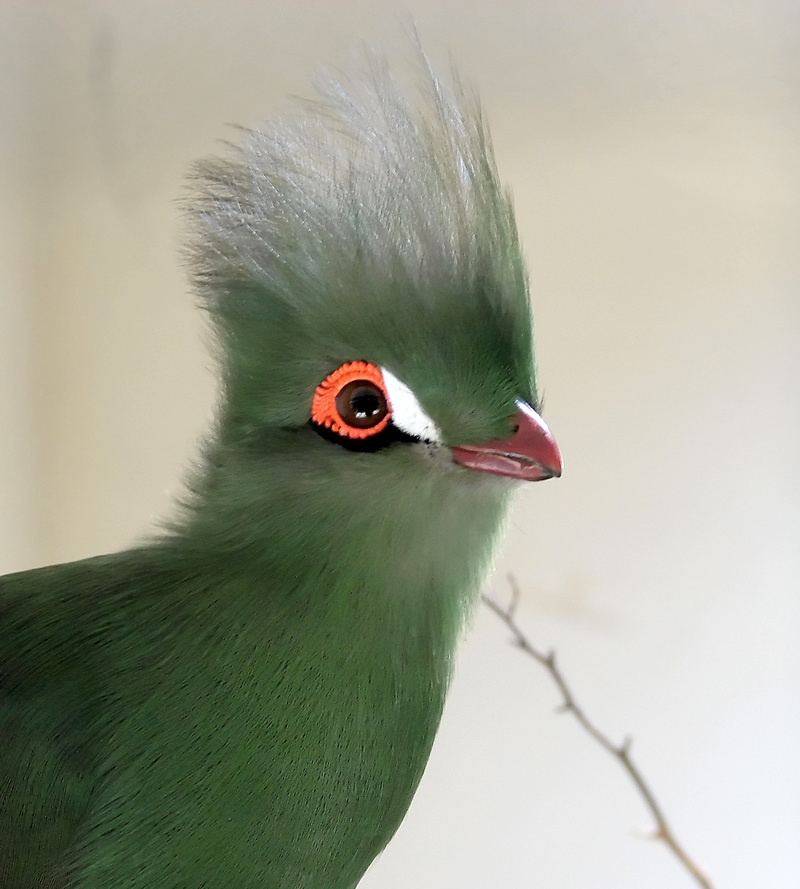 Buffon's turaco (Tauraco persa buffoni), Guinea turaco subspecies; DISPLAY FULL IMAGE.