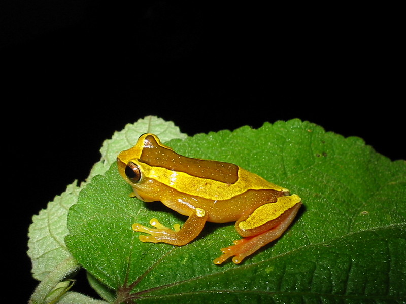 Elegant Forest Treefrog (Dendropsophus elegans); DISPLAY FULL IMAGE.