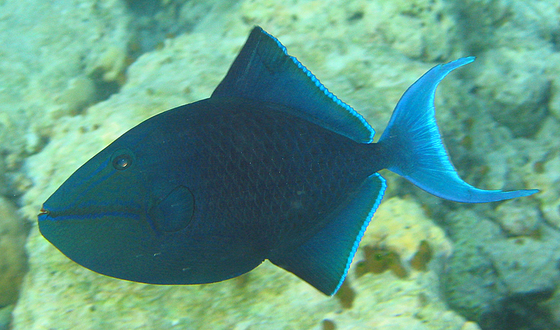 Redtoothed triggerfish (Odonus niger); DISPLAY FULL IMAGE.