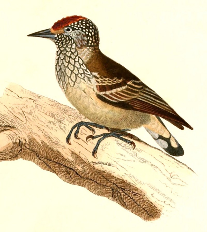 White-wedged piculet (Picumnus albosquamatus); DISPLAY FULL IMAGE.