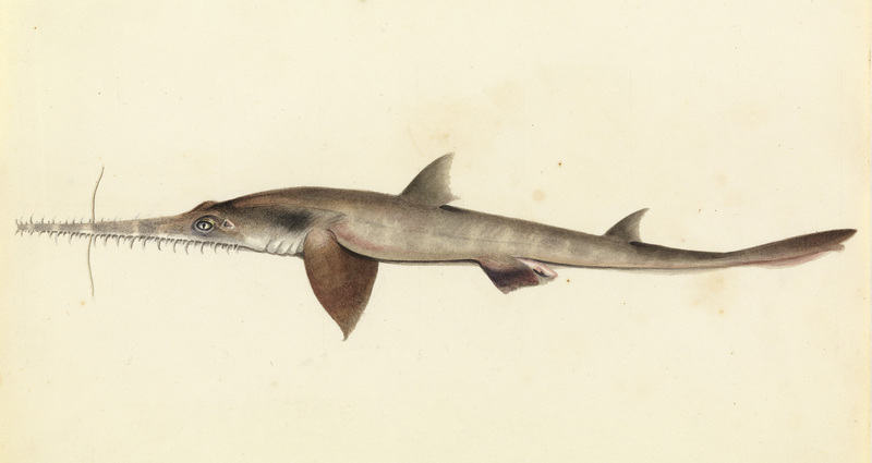 Longnose sawshark (Pristiophorus cirratus); DISPLAY FULL IMAGE.