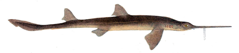 Shortnose sawshark (Pristiophorus nudipinnis); DISPLAY FULL IMAGE.