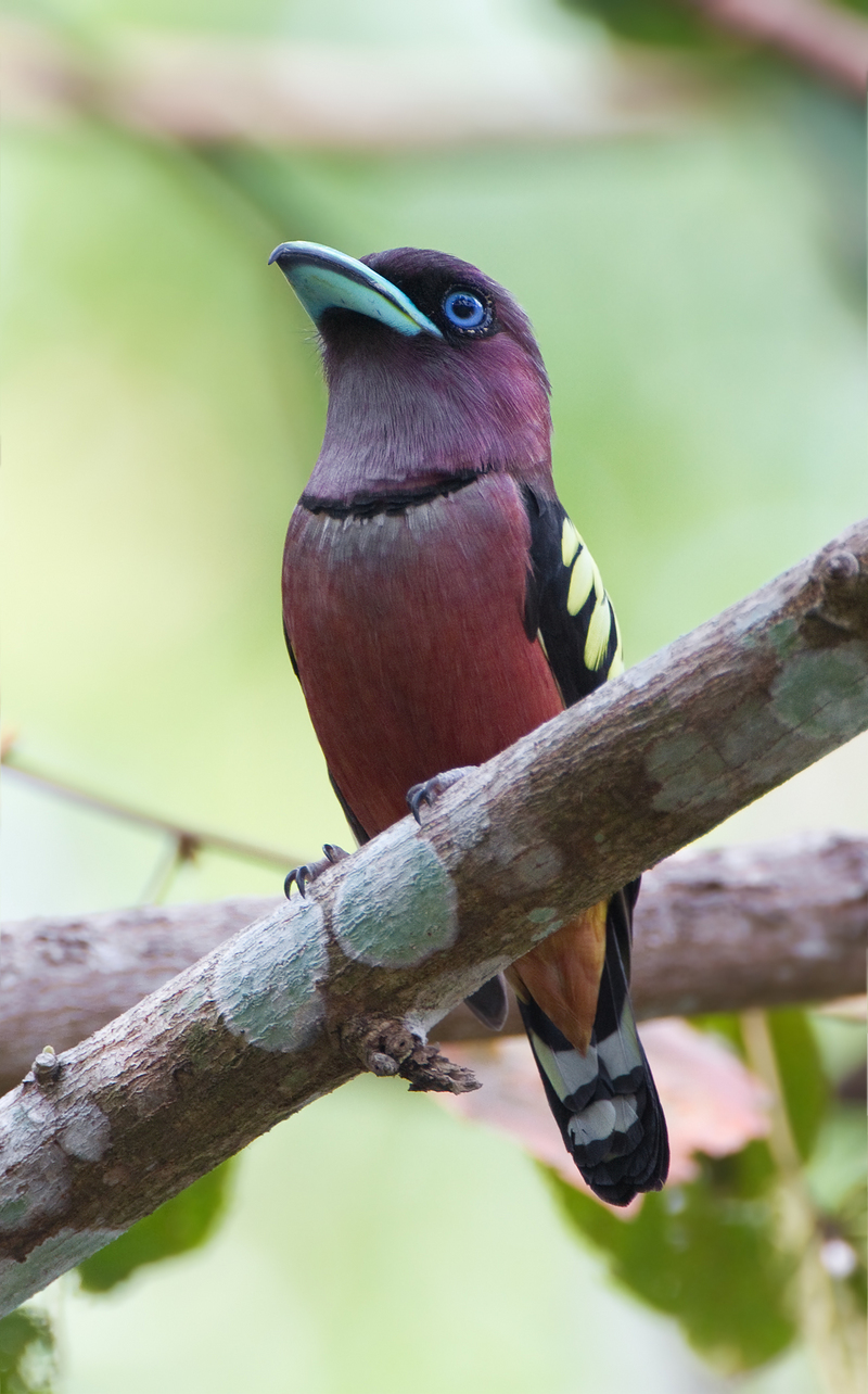 Banded broadbill (Eurylaimus javanicus); DISPLAY FULL IMAGE.