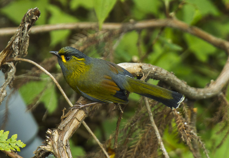 Steere's liocichla (Liocichla steerii); DISPLAY FULL IMAGE.