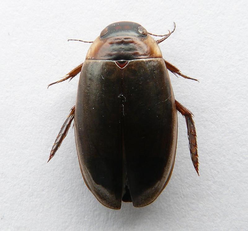 Colymbetes fuscus (water beetle); DISPLAY FULL IMAGE.
