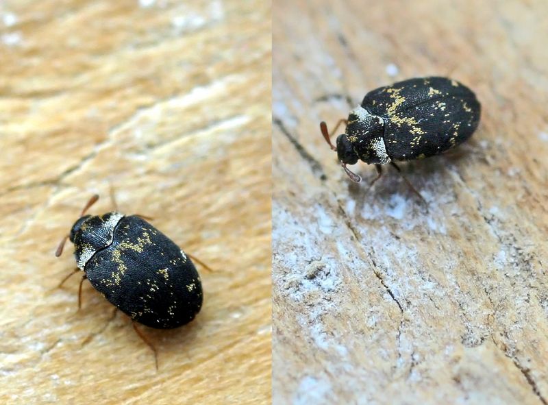 Anthrenus fuscus (skin beetle); DISPLAY FULL IMAGE.