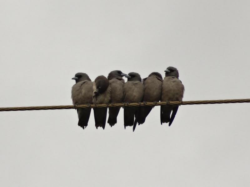 Ashy woodswallow (Artamus fuscus); DISPLAY FULL IMAGE.
