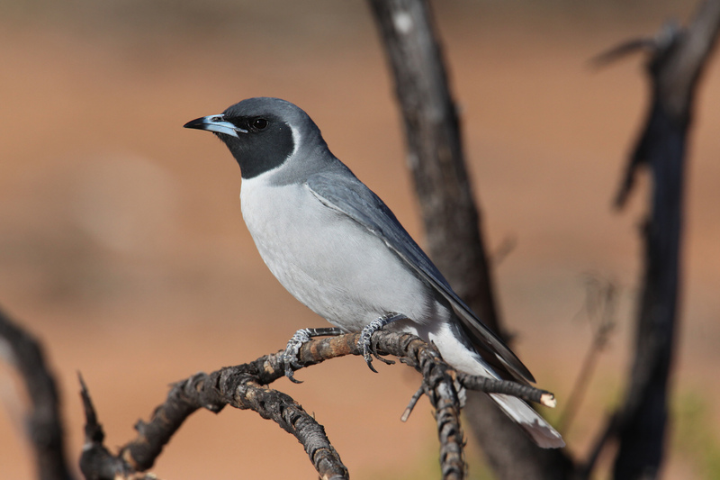 Masked woodswallow (Artamus personatus); DISPLAY FULL IMAGE.