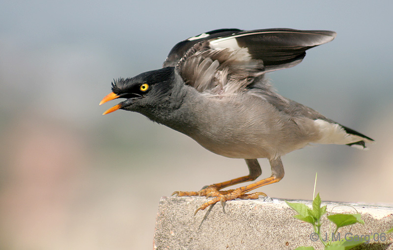 Jungle myna (Acridotheres fuscus); DISPLAY FULL IMAGE.