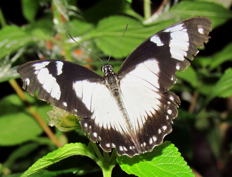 African swallowtail (Papilio dardanus); DISPLAY FULL IMAGE.
