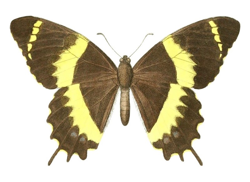 Papilio garamas (swallowtail); DISPLAY FULL IMAGE.
