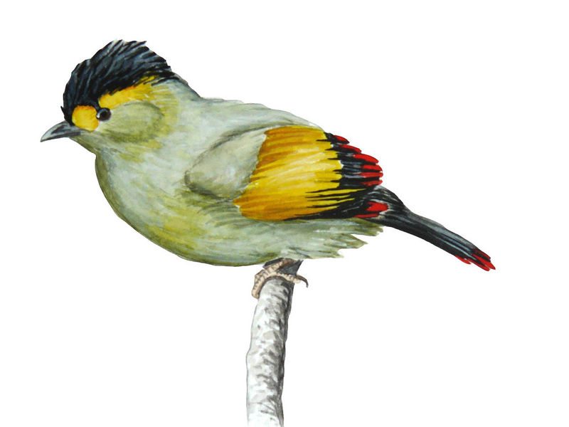 Bugun liocichla (Liocichla bugunorum); DISPLAY FULL IMAGE.
