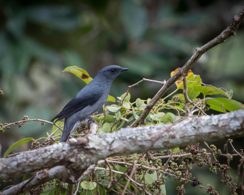 black-winged cuckooshrike (Coracina melaschistos); DISPLAY FULL IMAGE.