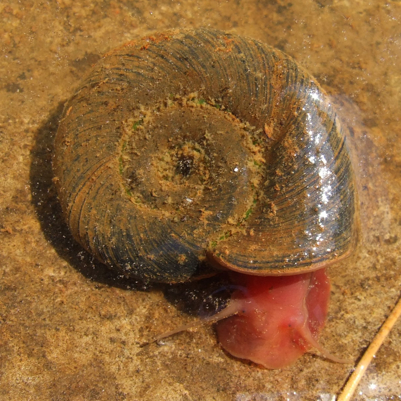 great ramshorn snail (Planorbarius corneus); DISPLAY FULL IMAGE.