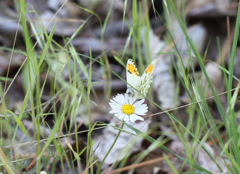 Stella orangetip (Anthocharis stella); DISPLAY FULL IMAGE.